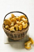 Chanterelles in basket