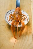 Cooked freshwater crayfish on slotted spoon