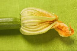 Courgette with flower