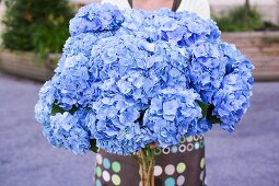 Woman holding large bunch of blue hydrangeas