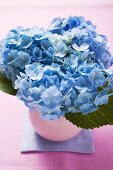 Blaue Hortensien in Vase (Close Up)