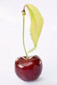 Cherry with stalk, leaf and drops of water
