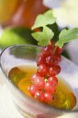 Honey and redcurrants