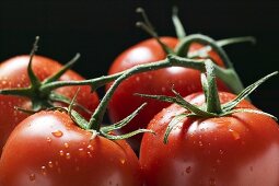 Four tomatoes on the vine with drops of water (close-up)
