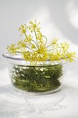 Dill and dill flowers in glass bowl