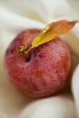 Red plum with leaf