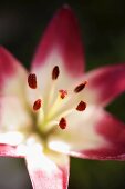 Red and white lily
