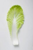 A Chinese cabbage leaf
