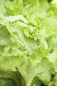 Iceberg lettuce (detail)