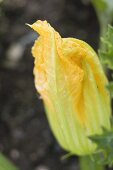 Courgette flower on the plant (close-up)