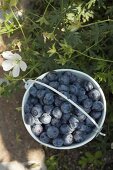 Fresh blueberries in bucket (outdoors)