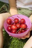 Child's hands holding bowl of fresh red cherries