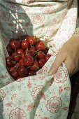 Woman holding fresh cherries in her apron