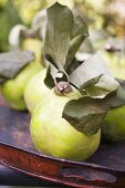 Quinces with leaves on tray