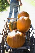 Person pulling wooden cart full of orange pumpkins (outdoors)