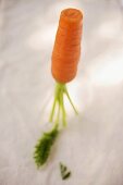 Half a carrot with leaves