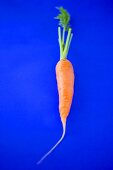 Fresh carrot on blue background
