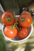 Hände halten Schüssel mit frischen Strauchtomaten