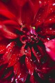 Dark red dahlia with drops of water