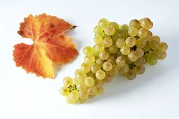 Green grapes, variety Gutedel, with leaf