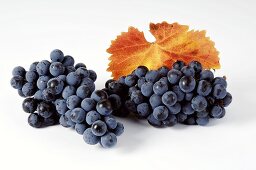 Black grapes, variety Regent, with leaf