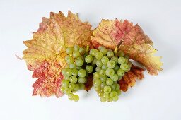 Green grapes, variety Ehrenfelser, with leaves