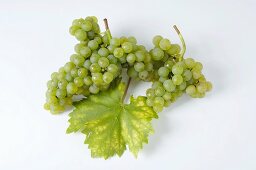 Green grapes, variety Rieslaner, with leaf