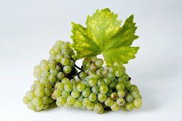 Green grapes, variety Riesling, with leaf