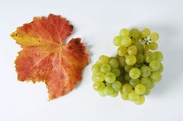 Green grapes, variety Bachus, with leaf