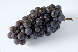 Black grapes, variety Ruländer