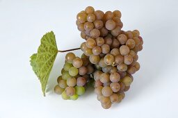 Weintrauben, Sorte Traminer, mit Blatt