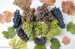Various types of grapes with leaves