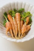 Young carrots in white dish