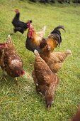 Free-range hens in a field