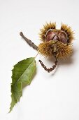 Sweet chestnut with twig and leaf