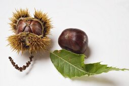 Edelkastanien mit Zweig und Blatt