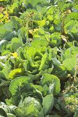 Green cabbage in the field