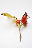 A sprig of rose hips