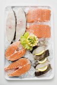 Fresh salmon and sea bass pieces on tray of ice