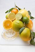 Assorted citrus fruit with citrus squeezer