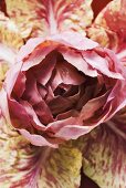 Radicchio (close-up)