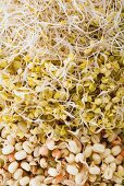 Various types of seed sprouts (full-frame)