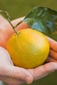 Hands holding clementine with leaf