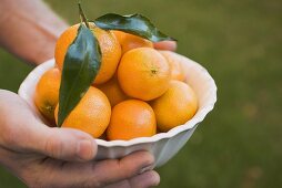 Hands holding a dish of clementines