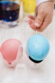 Kinderhand legt blau gefärbtes Ei in Eierkarton