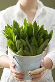 Woman holding bucket of fresh ramsons (wild garlic)