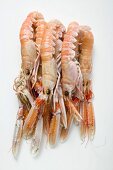 Scampi on white background