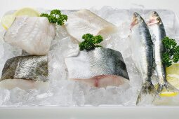 Various types of fish on a platter of ice