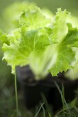 Lettuce plant (close-up)