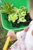 Kind fährt Schubkarre mit Salatpflanzen und Basilikum